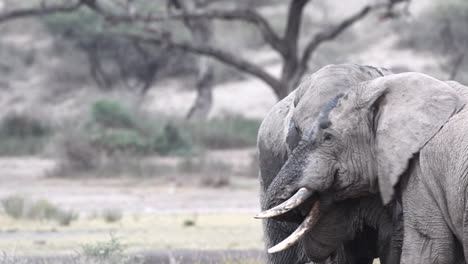 African-elephant--two-males-playfighting,-close-up