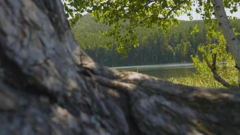 el paisaje pacífico de la orilla del lago