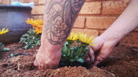 Handheld-Nahaufnahme,-Pflanzen-Von-Afrikanischen-Gänseblümchen-In-Den-Boden-In-Einem-Garten-Und-Werfen-Von-Erde-In-Das-Loch