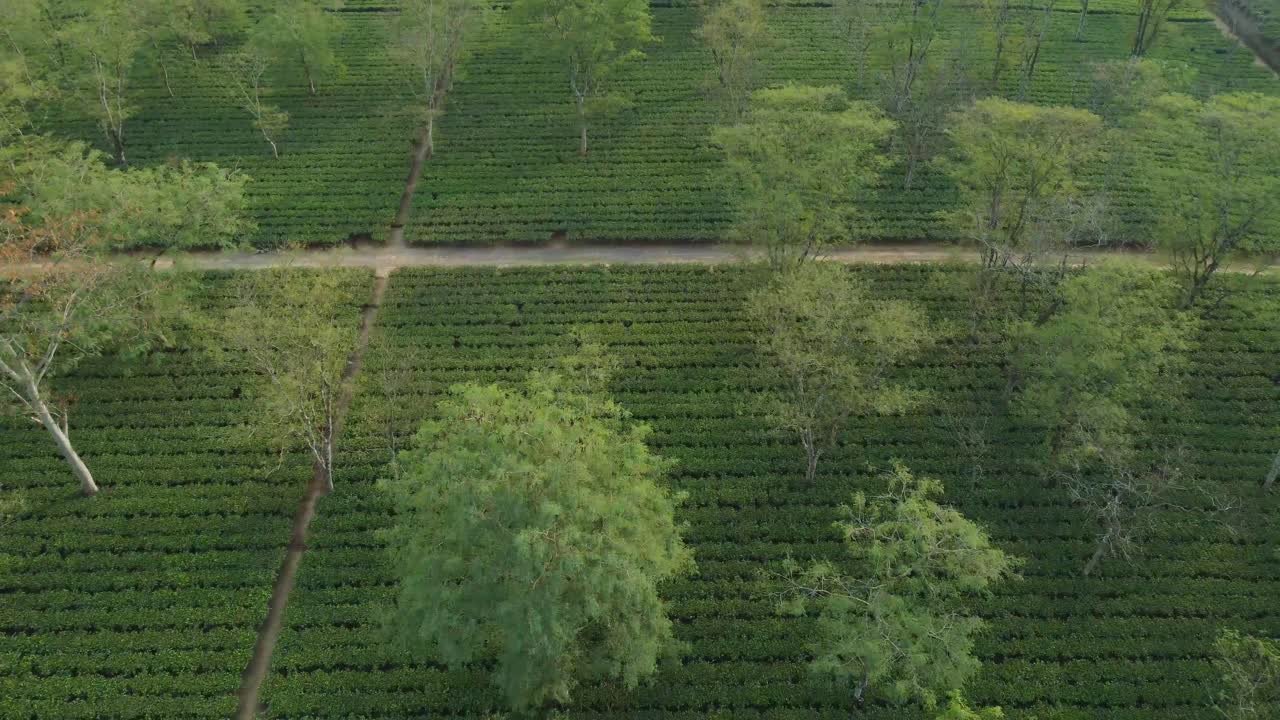 Ripresa con drone o in movimento di una piantagione di tè