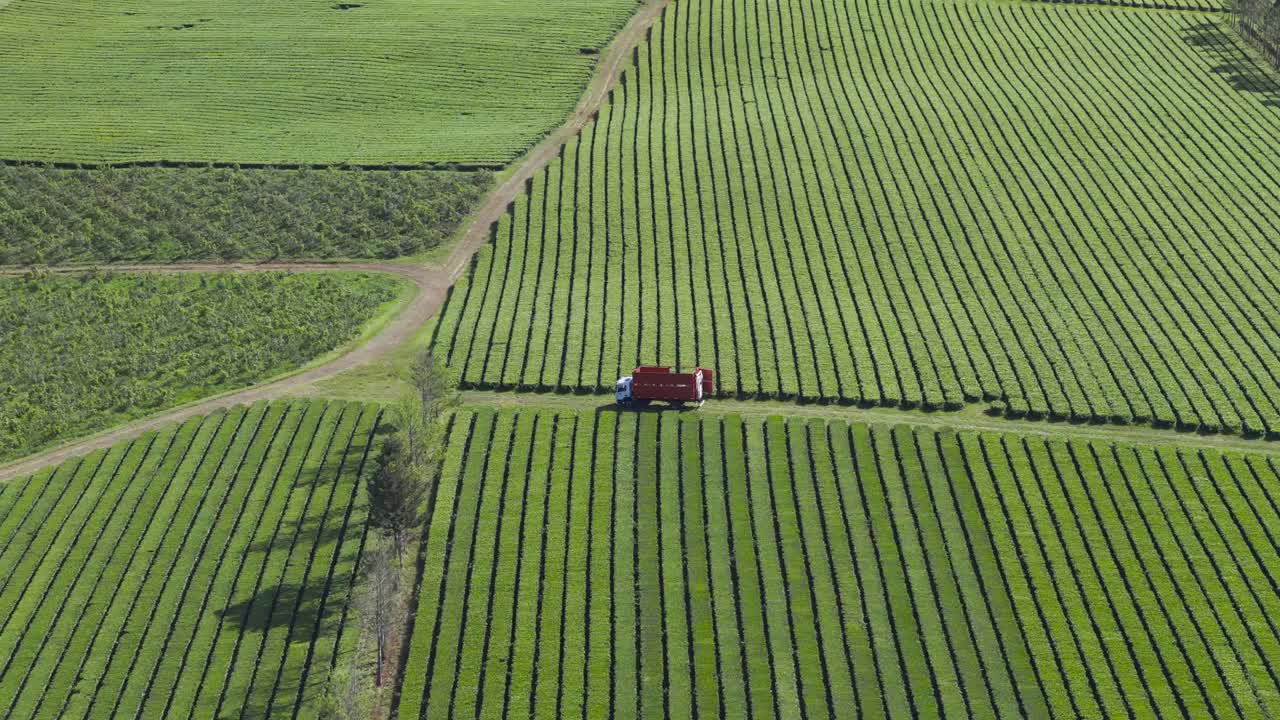 Aerial view of cargo truck driving in middle of tea plantation in Misiones, Argentina