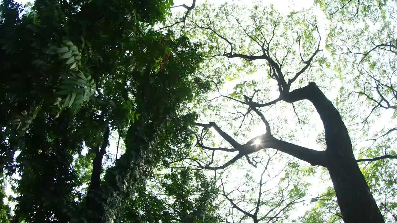 Looking Up at the Trees in a Lush Forest