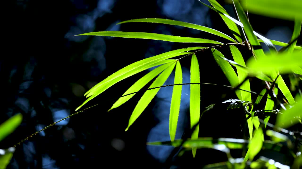 Close-up of vibrant palm fronds gently moving in dappled sunlight, with deep shadows and natural blue-green background, captured in a forest setting