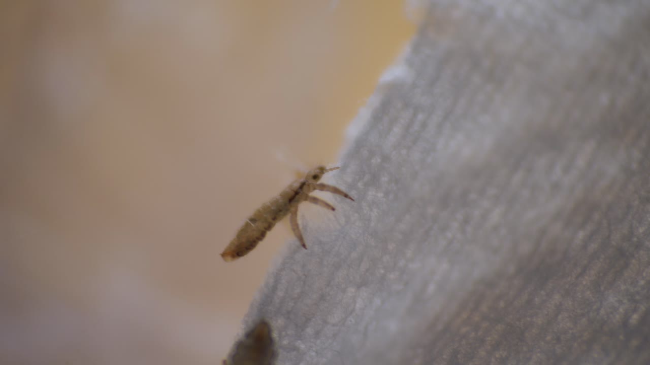a small, brownish insect, Pediculus humanus (lice), with multiple legs on a textured surface, pointing to pediculosis.