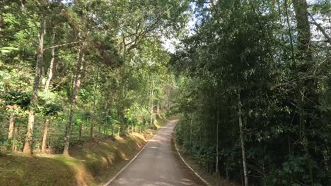 traveling down a winding road surrounded by trees