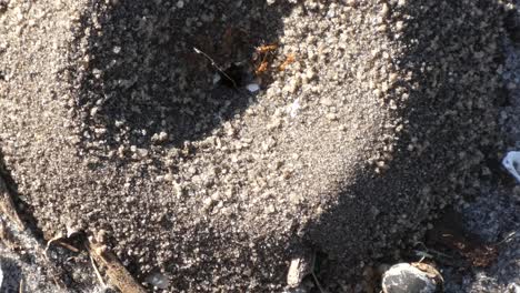 ants busy going in and out of anthill close-up