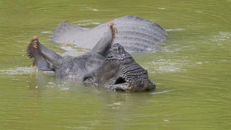 a close-up shot of an alarmed indian one horned rhino submerged in a lake cooling off on a hot day