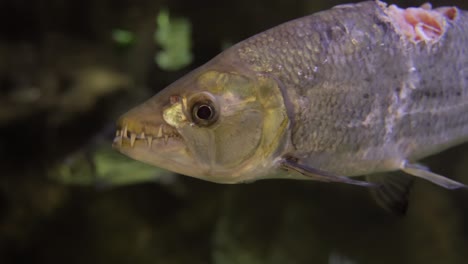 hydrocynus goliath, también conocido como pez tigre goliath, pez tigre gigante o mbenga, es un pez de agua dulce depredador africano muy grande de la familia alestidae.