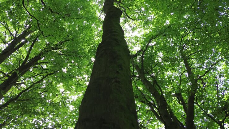 4k30p drone vista aerea crescita del tronco dell'albero della foresta che sale al cielo sopra
