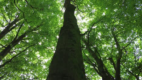 4k30p-drone-aerial-view-forest-tree-trunk-growth-going-up-to-sky-above