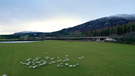 Eine-Schafherde-Läuft-über-Eine-Grüne-Koppel,-Umgeben-Von-Einer-Atemberaubenden-Landschaft