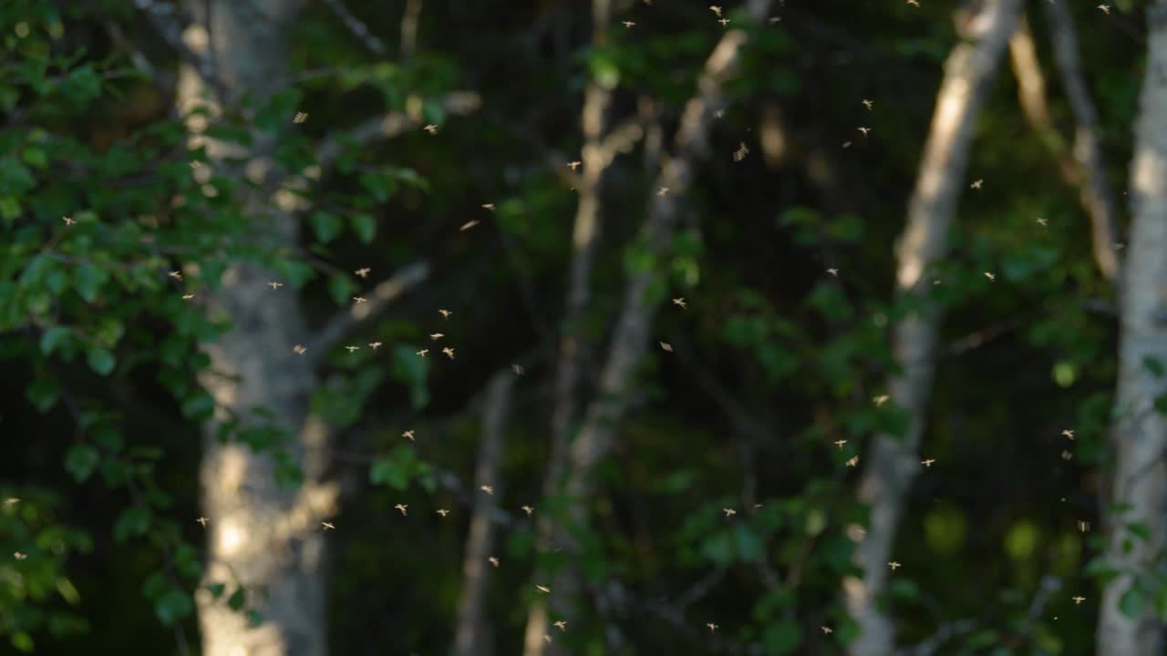 enjambre de mosquitos en cámara lenta, laponia suecia 4k