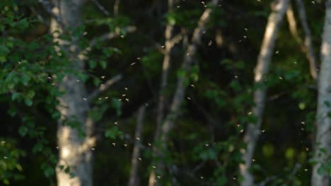 Enjambre-De-Mosquitos-En-Cámara-Lenta,-Laponia-Suecia-4k