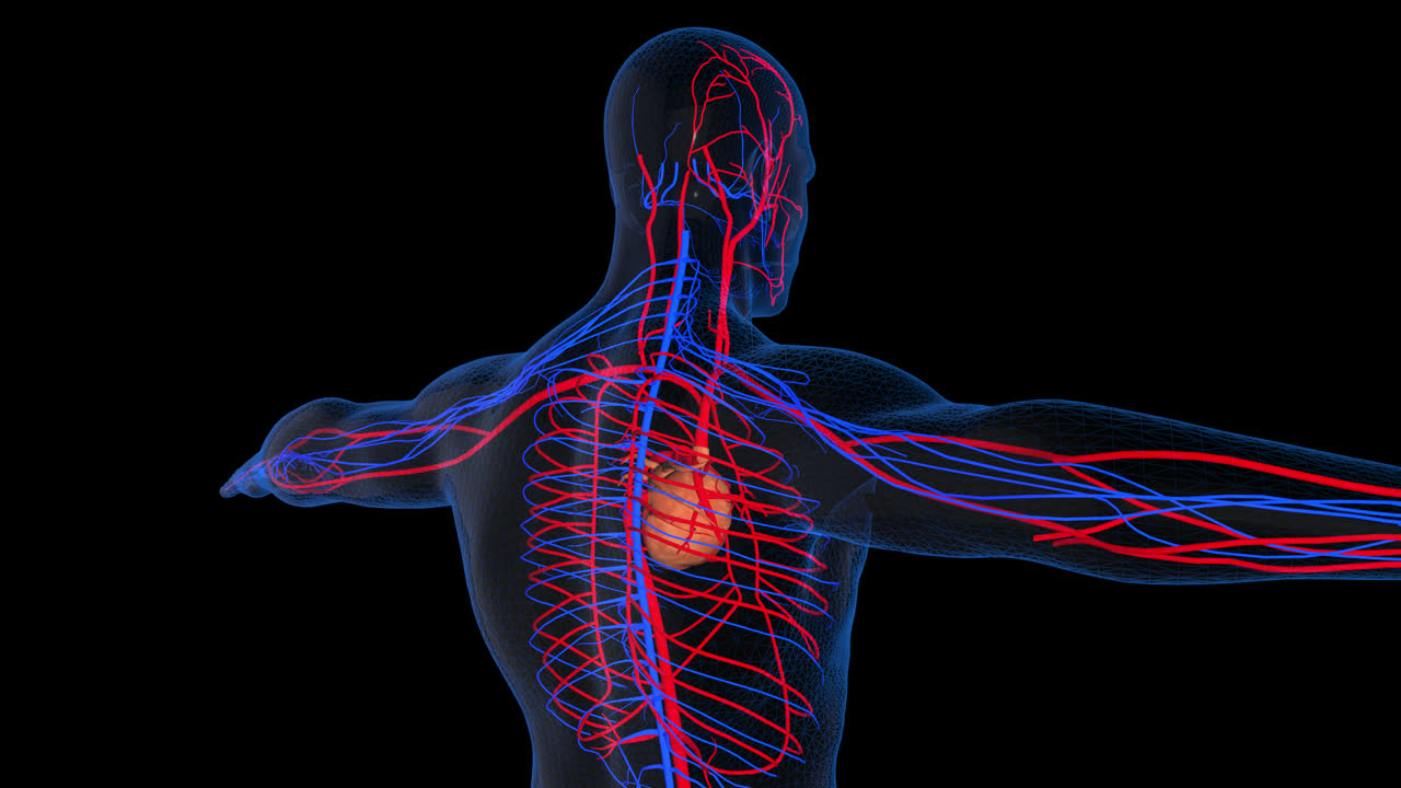 Circulatory System With Alpha Channel