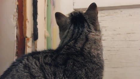 adult tabby cat looking at the front door of an old home wanting to go outside