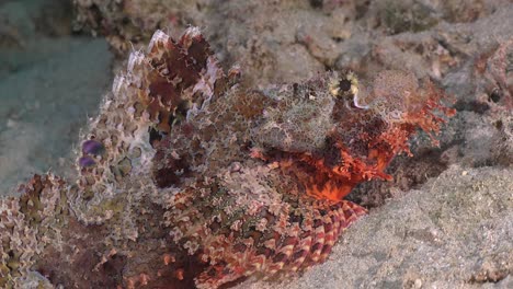 scorpionfish resting on sand close up