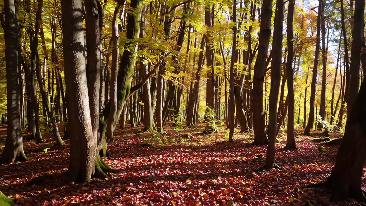 escena del bosque de otoño