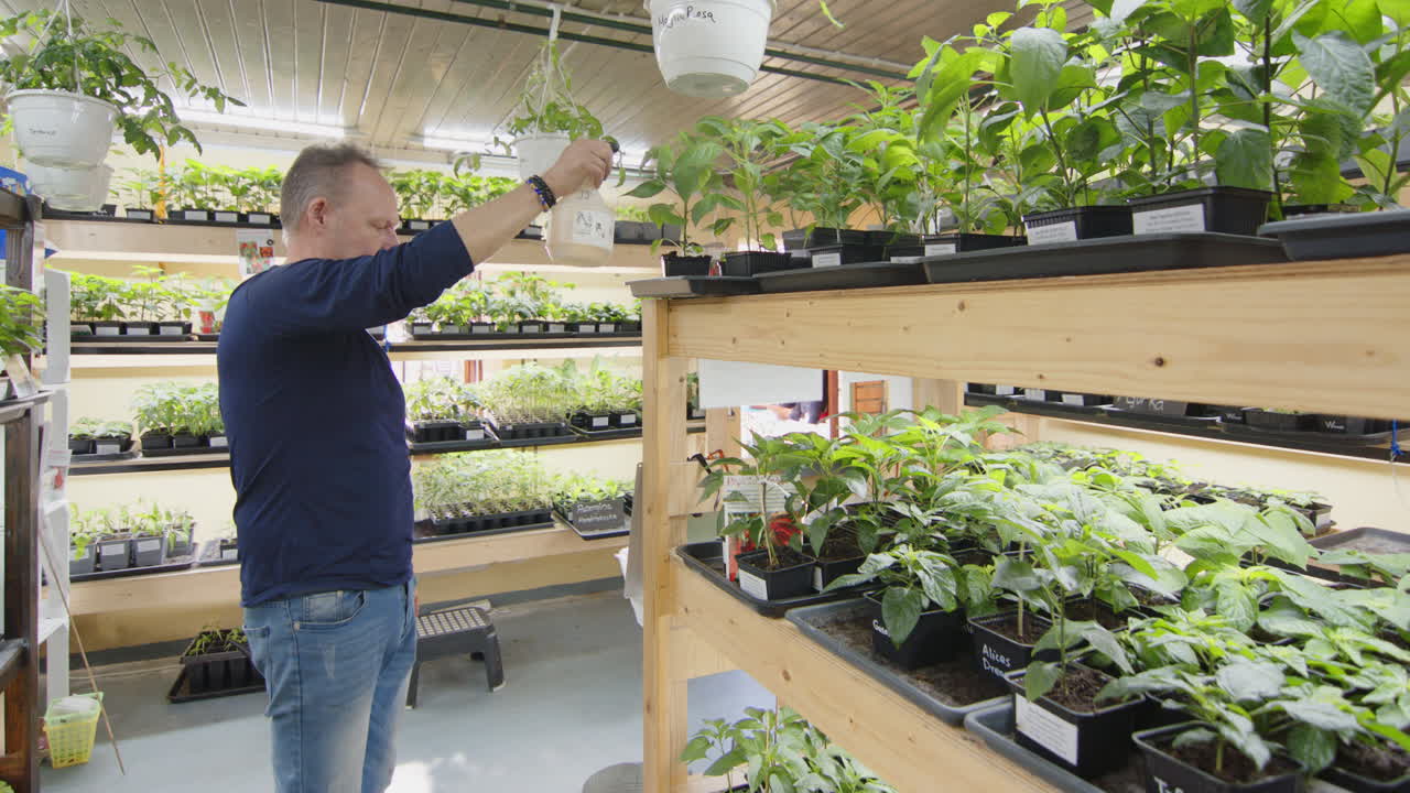 A gardener mists the leaves of pepper plants with water in vertical nursery