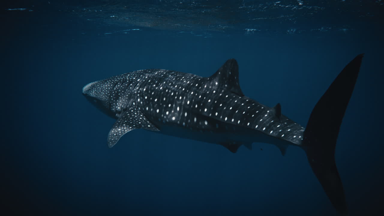 고래 상어가 천천히 리 지느러미를 흔들면서 위쪽에서 빛이 반이는 모습