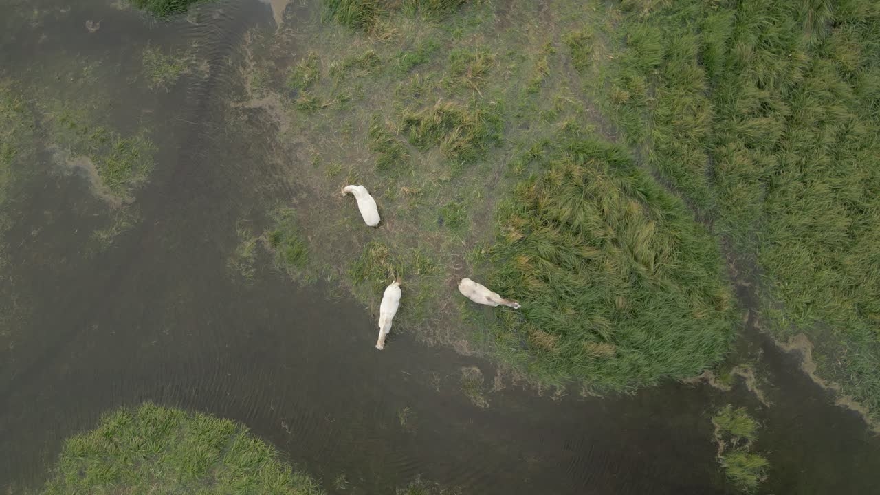 Three white horses graze peacefully in a lush marshland seen from above