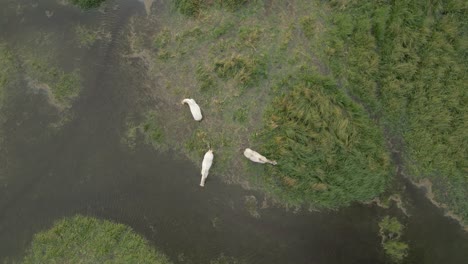 three white horses graze peacefully in a lush marshland seen from above