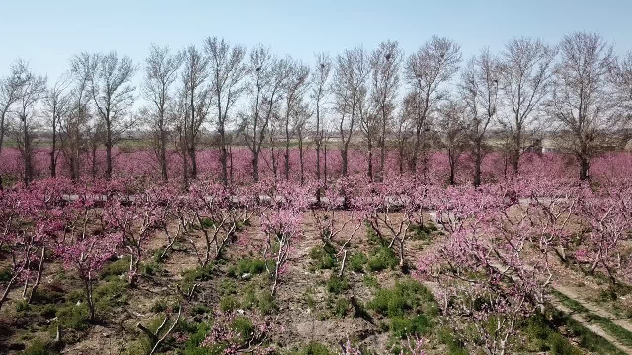 Hedgerow in spring season harvest moon agriculture peach tree garden orchard young plant pink blossom blooming flower bloom green wild grass in the blue sky perspective the symmetric landscape rural