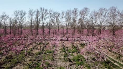 Hecke-Im-Frühling,-Ernte,-Mond,-Landwirtschaft,-Pfirsichbaum,-Garten,-Obstgarten,-Junge-Pflanze,-Rosa-Blüte,-Blühende-Blume,-Grün,-Wildes-Gras-Im-Blauen-Himmel,-Perspektive,-Die-Symmetrische-Ländliche-Landschaft