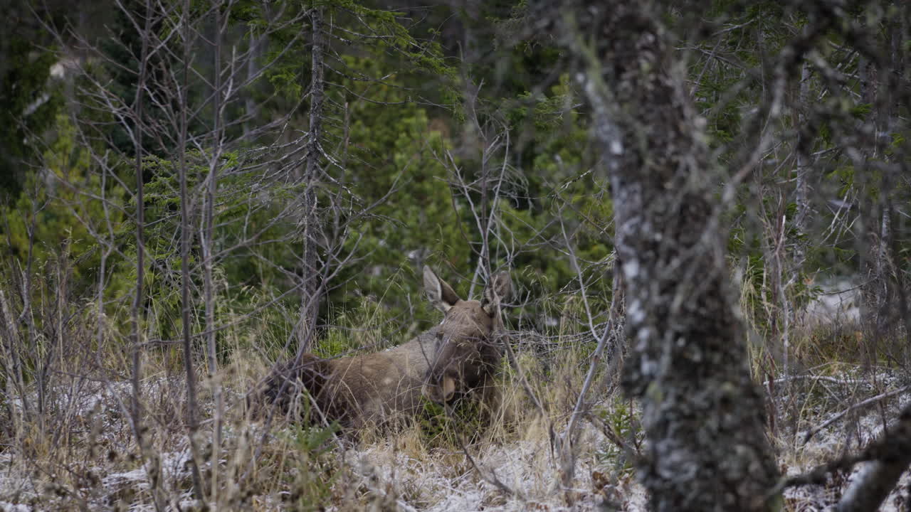 Shot of a big moose cow laying in the grass chewing
