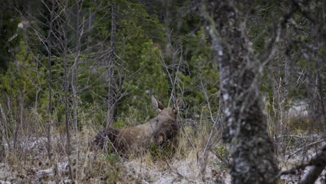 Shot-of-a-big-moose-cow-laying-in-the-grass-chewing