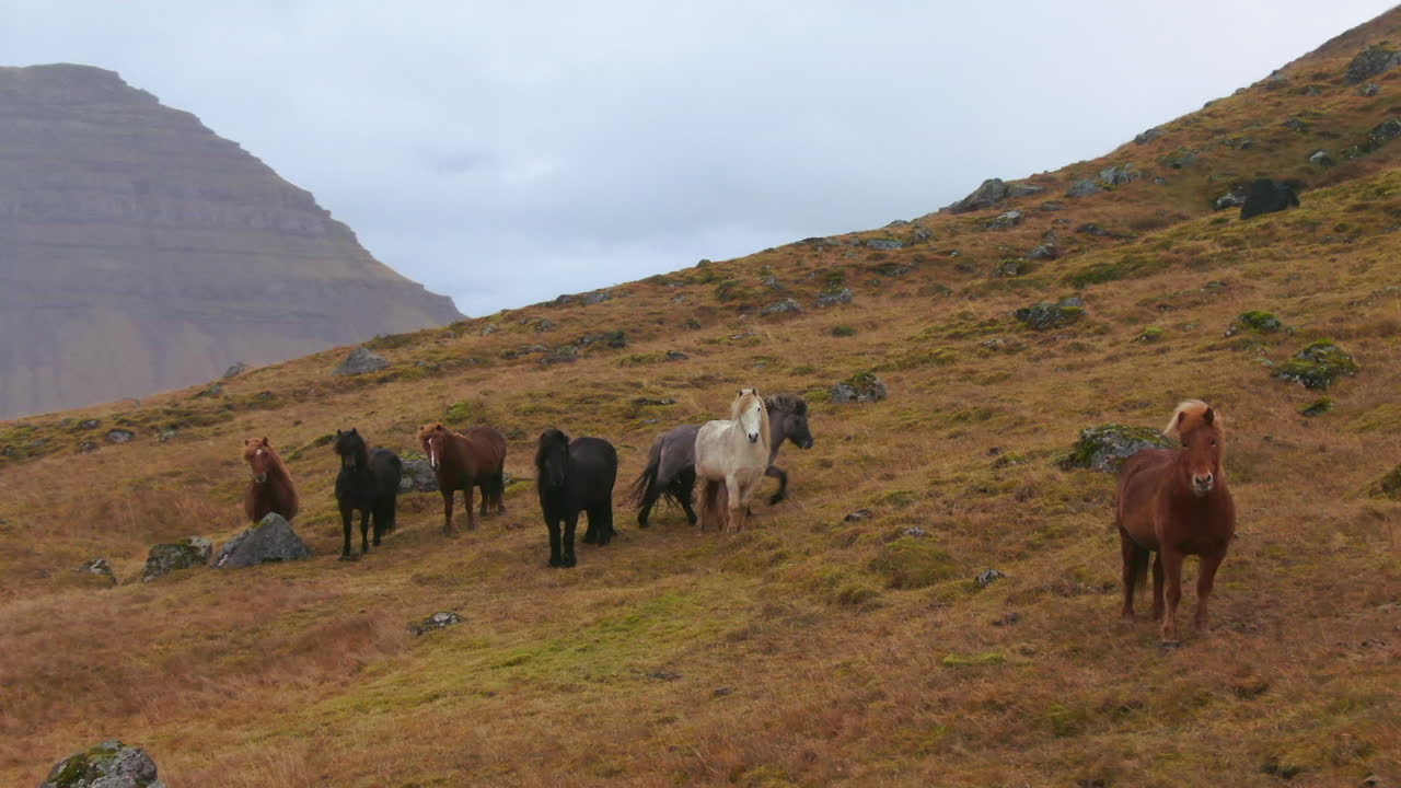 caballos salvajes en una ladera con montañas en el fondo en islandia kirkjufell montaña cerca de grundarfjordour