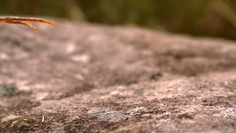 frog jumping off a stone