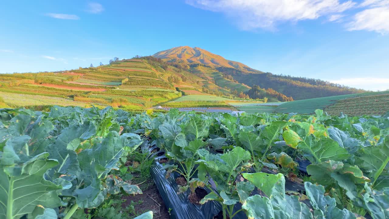 肥沃な農地に広がるブロッコリー畑と雄大な山の眺め。田園地帯で育つ健康的な有機作物。