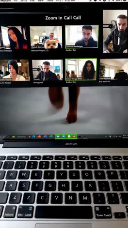 zoom call with a cat and people