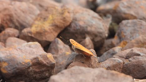 beautiful butterfly relaxing on rocks