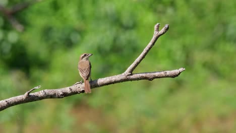 brown shrike perched on a bare branch seen from its back fighting the wind while facing right then it poops looking up as if nothing happened, lanius cristatus, phrachuap khiri khan, thailand