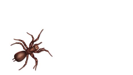desglose detallado de las partes del cuerpo de la araña