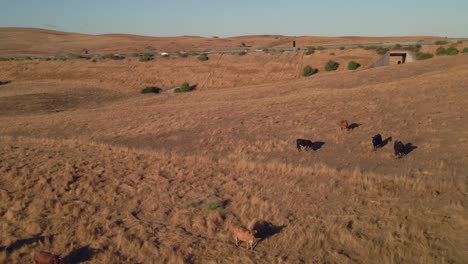 aerial view of cows on a field near the highway