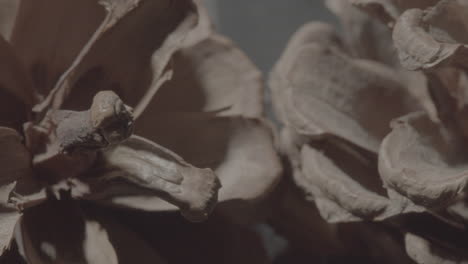 close-up of pine cones