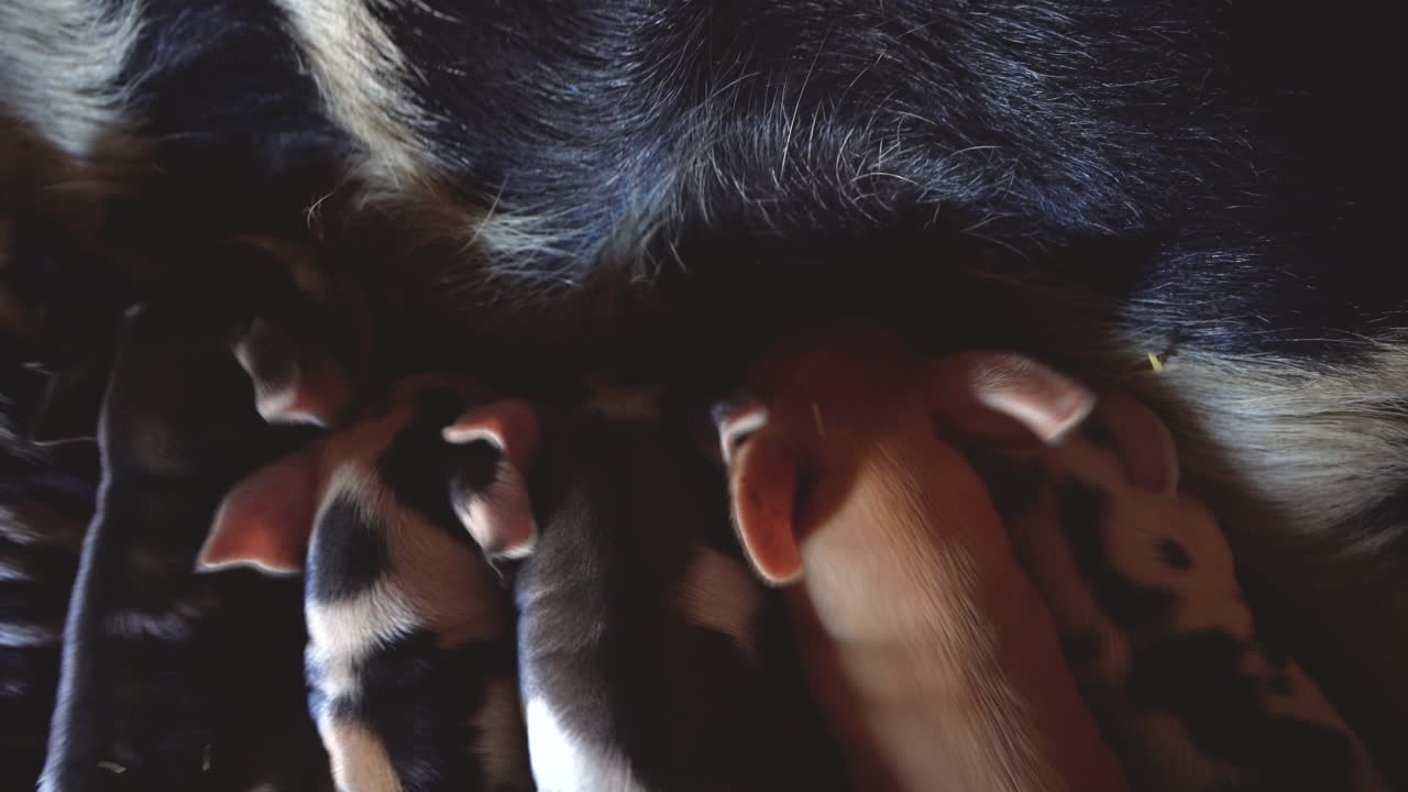 헛간에서 간호하는 아기 돼지의 오버 헤드 와이드 앵글 샷