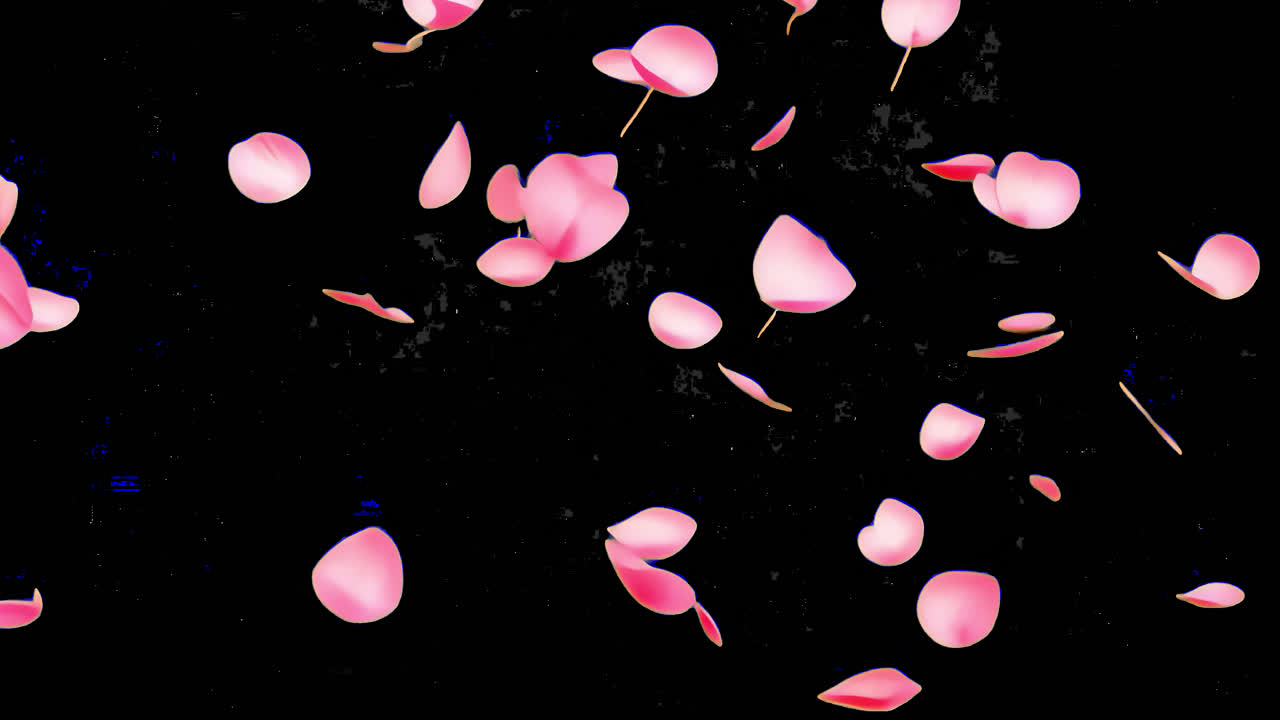 Delicate pink petals gracefully floating animated overlay, transparent 4K video, alpha channel