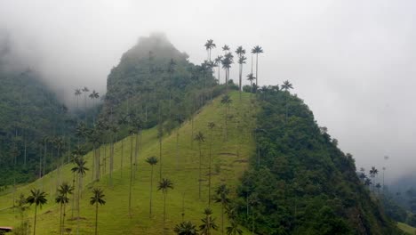 Bosque-Nuboso-Valle-De-Cocora-En-Las-Montañas-Andinas-Colombianas