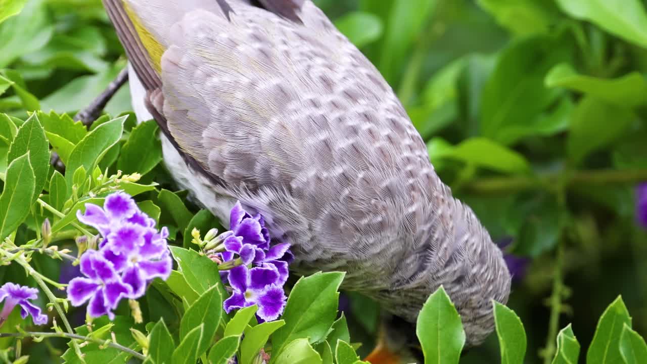 A bird explores and interacts with vivid purple flowers amidst lush green foliage.