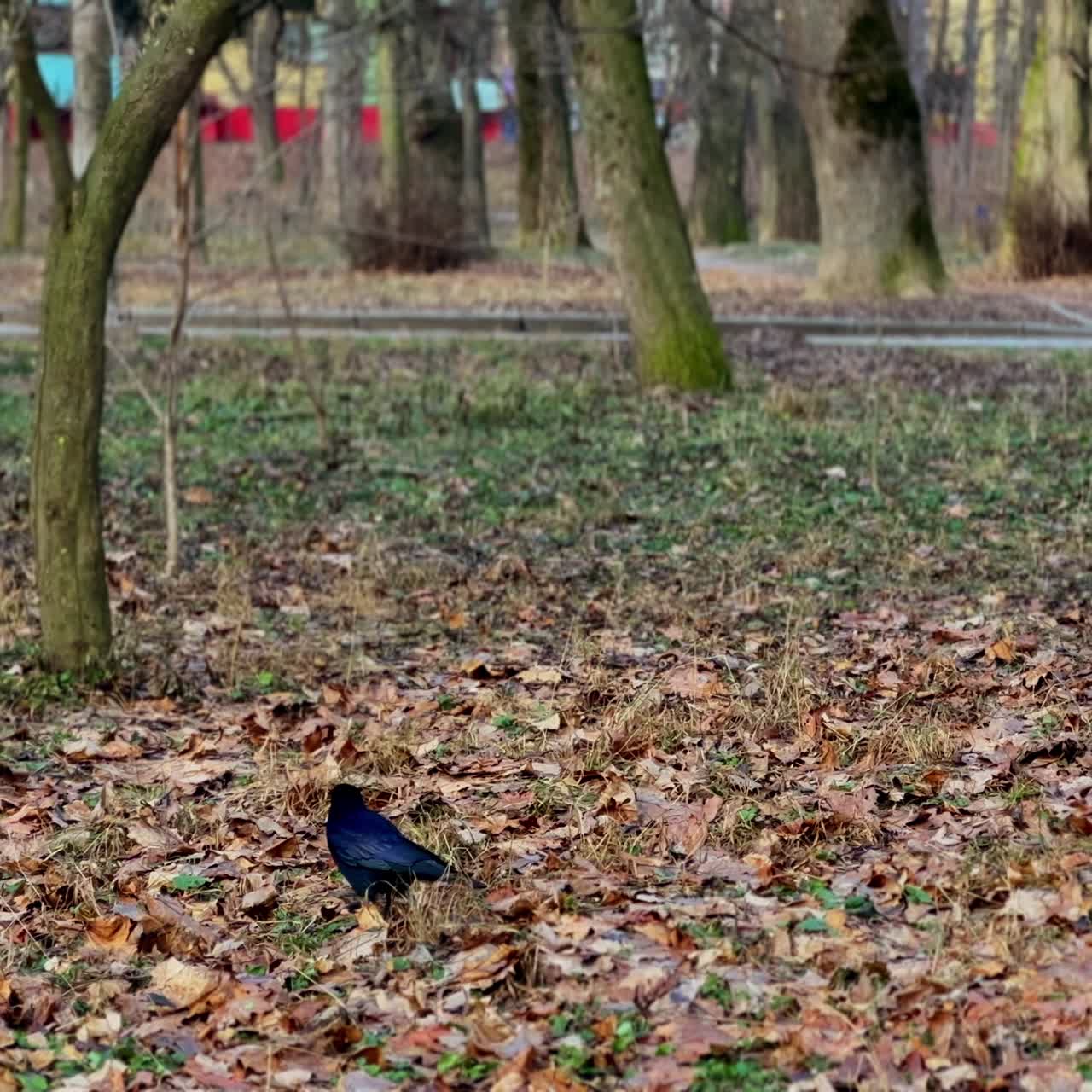 Coal black raven walking by the carpet of brown leaves on the ground. Crow bird looking for food in the park in late autumn