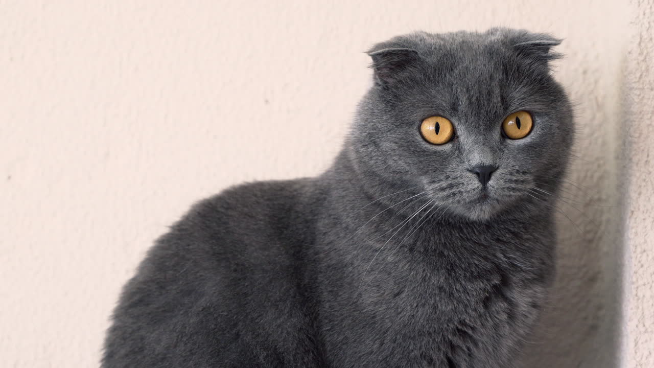 Close up of a grey Scottish Fold cat looking around in a court