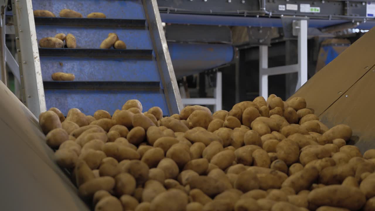 Potato Harvest On Conveyor Belt