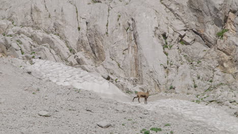 gamuza en busca de comida en las montañas rocosas y nevadas