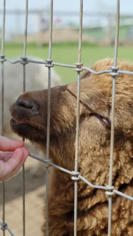 sheep eating from a hand: a detailed shot through a fence