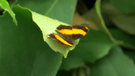 lurcher butterfly on a green leaf