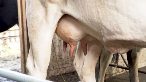 Udder-of-white-dairy-cow-with-teats-or-nipples,-close-up