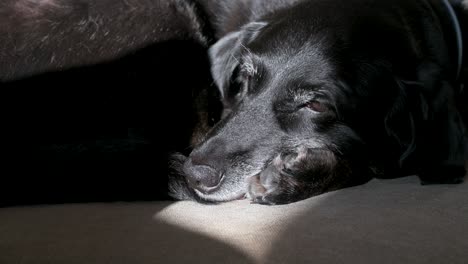 video footage of a senior black dog deep asleep, with sunlight highlighting its face